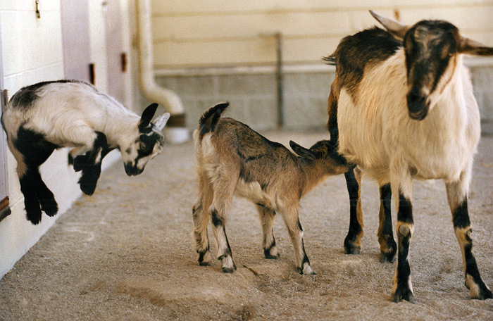 PageImage-522631-4513060-babygoats.jpg